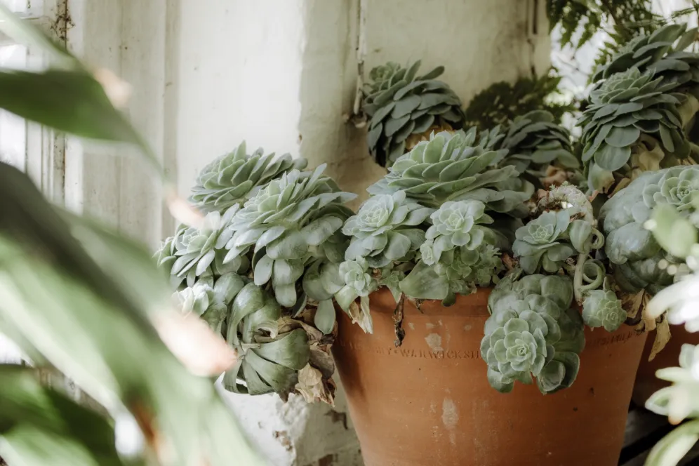 Dekoratives Bild des Dienstes Beratung Zungenband Erwachsene
