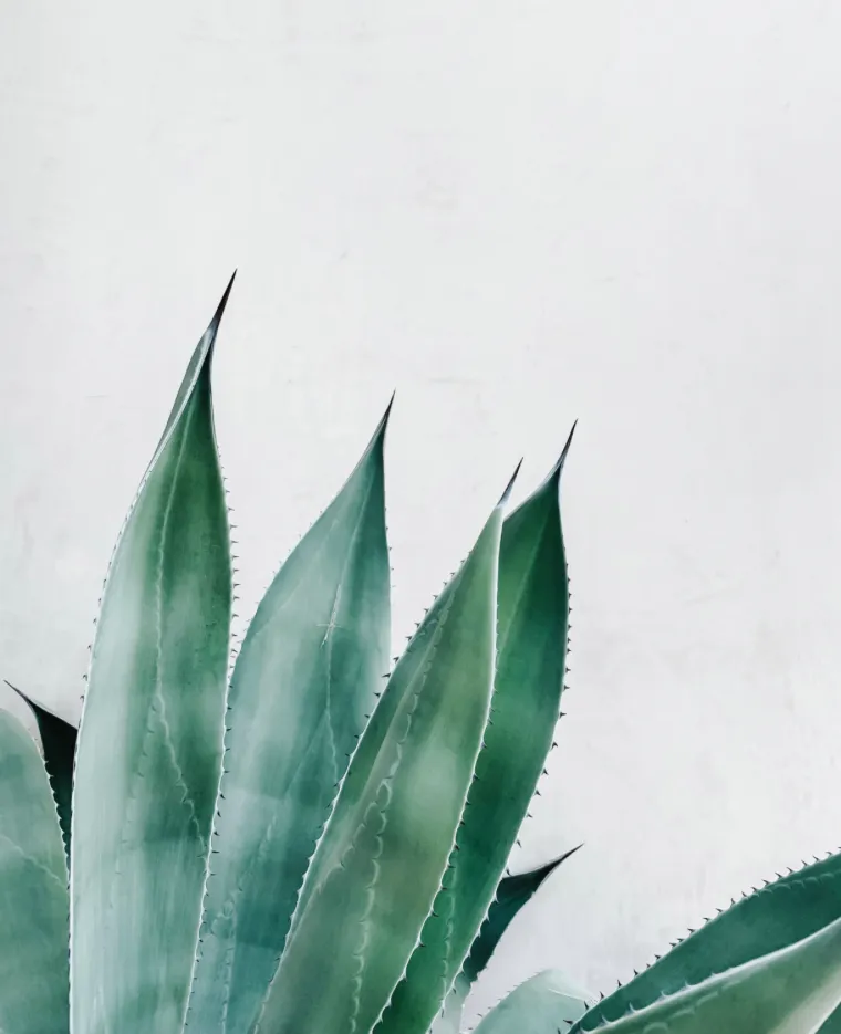 Dekoratives Bild des Dienstes Beratung zur Mundraumentwicklung