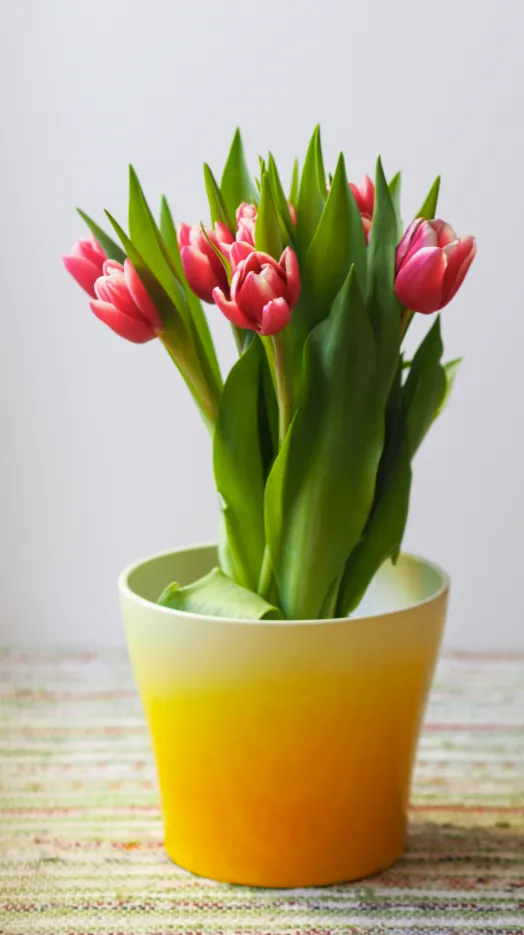Dekoratives Bild des Dienstes Beratung Zungenband Kleinkinder