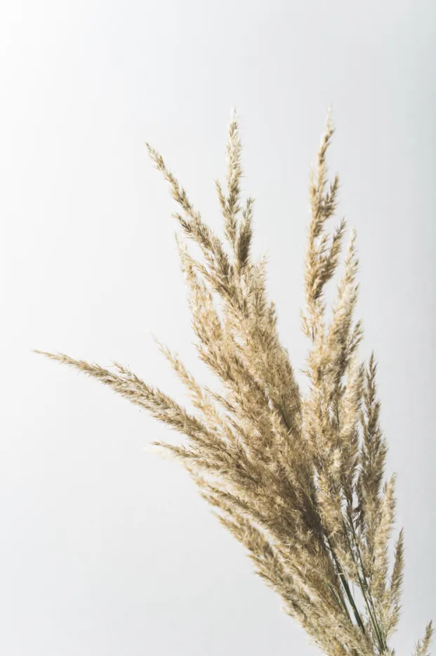Dekoratives Bild des Dienstes Elternberatung