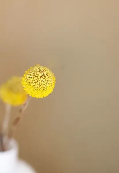  Dekoratives Bild des Dienstes Beratung Autismus - Spektrum